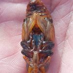 IMG-20250227-WA0017